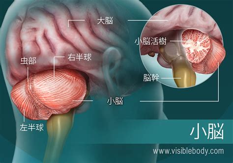 頭部位置|ヒトの脳： 解剖学的構造と機能